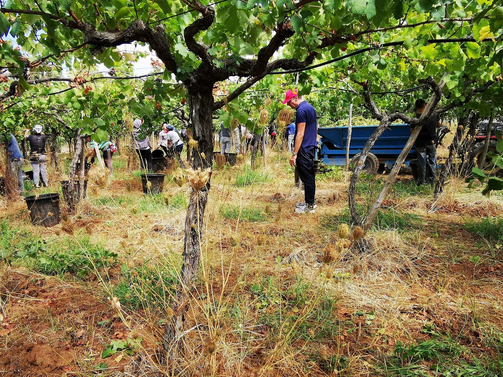 Vendemmiatori al lavoro tra i filari di un vigneto pugliese, con secchi per l'uva e un rimorchio blu sullo sfondo